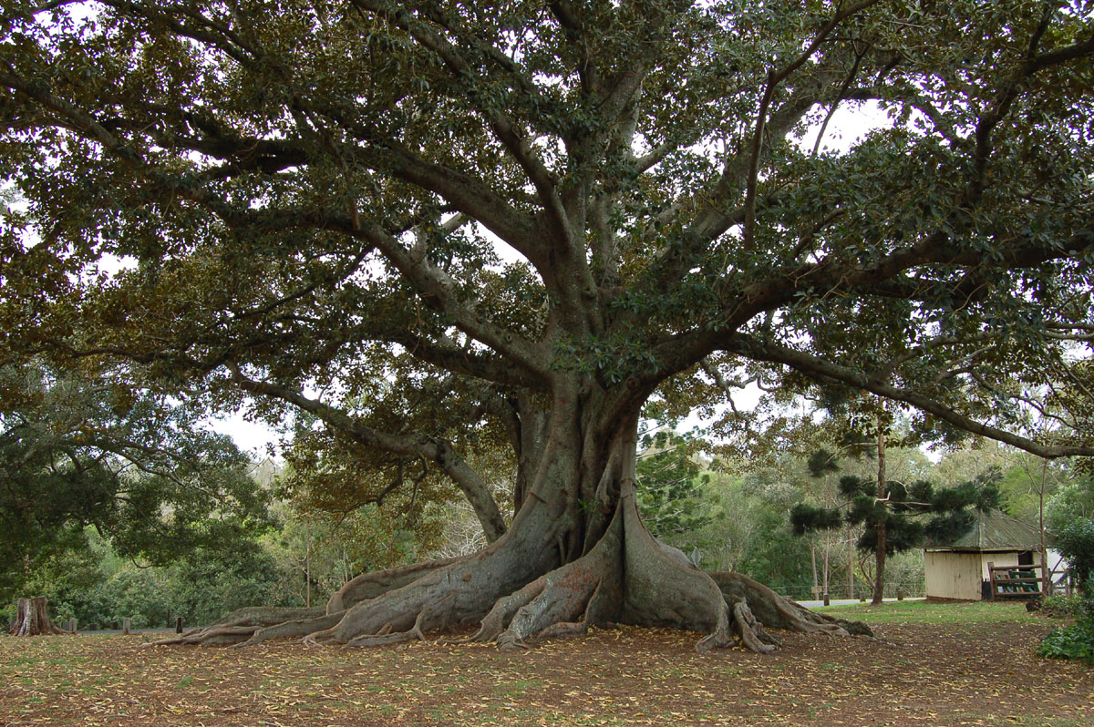 Under The Fig Tree Tablet Of Her Heart